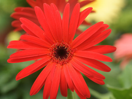 Plantes et Fleurs SA, pour les professionnels de la région de Genève