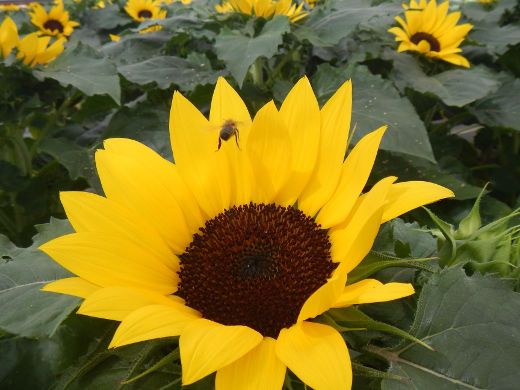 Plantes et Fleurs SA, pour les professionnels de la région de Genève